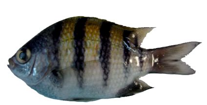 Abudefduf saxatilis_004